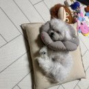 강아지 좋아하는분만 이미지
