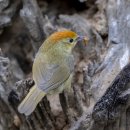 Rufous-capped Babbler 이미지