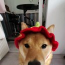 다올 그루밍 이미지