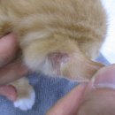 365동판교동물병원 이미지