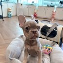 멍벤져스 이미지