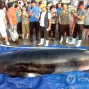 밍크고래