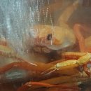 뱃가홍게무한리필 이미지