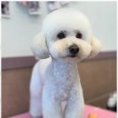 하나펫살롱 | 천안대형견미용 천안에서 반려동물 미용, 아리스타펫 살롱 방문 후기