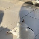 와우종합동물병원 이미지