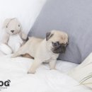 강쥐애견샵 이미지