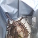 잘띠