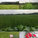 김옥자농장 이미지