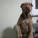 도그파크랜드 이미지