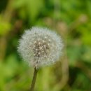 민들레홀씨 이미지