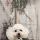 안나펫살롱 이미지