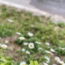 알프스식당 이미지