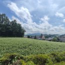 대관령로 이미지