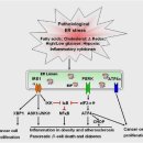 11-1 ERQC(ER Quality Control) pathway 이미지