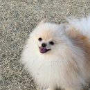 쌈반 | [애견 용품] 털 부드러워진 강아지 샴푸 디고ㅣ우리 집 아들 쌈바 목욕 후기