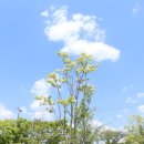 수반(首班)