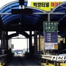 백양 이미지