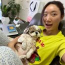 남현댕 애견미용 이미지