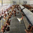 명기농장 이미지