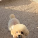 펫 아지트 이미지