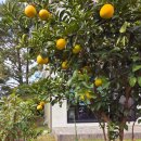 프렌치 비자림 이미지