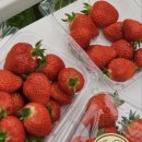 기쁨이 넘치는 농장 (제2농장) | 강화도 딸기체험 농장 오와오딸기 아이랑 가볼만 한 곳 추천