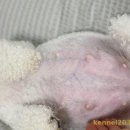 켄넬203 말티푸분양, 미니비숑분양 네이버블로그