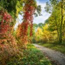가을배경과 함께노래 ♤ 내장산 ♤ 이미지