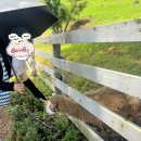 만사목장 | 남해 여행 놀거리 남해 양떼목장 남해가볼만한곳