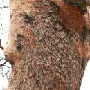 왕소나무길 이미지