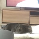 예쁘다 개 이미지