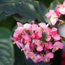 베고니아 이미지