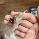 (주)대영엔씨디 - 1098 | 6월의 일기 🌳🐿️