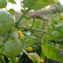 토마토(TOMATO.p) 이미지