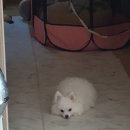 꼬까밥 이미지