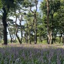 황성공원 씨름장 이미지