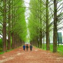 군청 메타세콰이어길 이미지