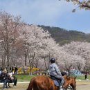 비발디푸드트럭 | 홍천 벚꽃 명소 비발디파크 벚꽃 축제 찍먹 후기