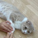 캣플헤븐 천안불당점 | 불당동 고양이카페 캣플헤븐 천안불당점 젤리까지 다내줘~
