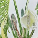 보타니컬아트 (중급) 이미지