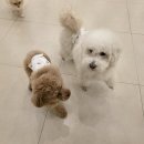 일산애견 네이버블로그