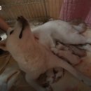 행복동물의료센터 이미지