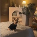 지안FOREST 이미지