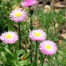 들꽃피는언덕 이미지