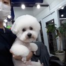 쥬티 펫 이미지