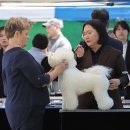 데이지 독 이미지