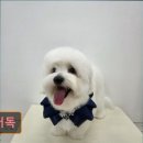 러버독 | 대구 반려동물비용 애견미용 강아지 고양이 러버독 반려동물 맞춤 케어 전문