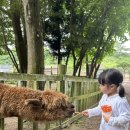 제주도 서쪽 가볼만한 곳 아기와 가기 좋은 도치돌알파카농장