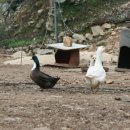 거창-신원-2 이미지