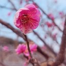 허균,허난설헌기념관 | 허균.허난설헌 기념관,경포호 [홍매화꽃이 피었어요~~~♡]